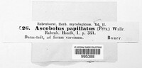 Lasiobolus papillatus image